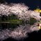 映し観桜