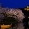 観桜の夕べ