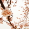 お花見♪