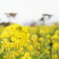 yellow world