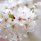 桜のてまり