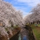 桜並木の下で逢いましょう