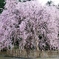 しだれ桜