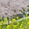春景色（菜の花バージョン）
