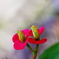 静かに咲く花