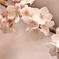桜ふんわり
