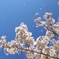 桜　舞う