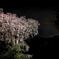 Moonlight~"SHIDARE"