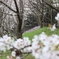 長津川親水公園にて