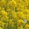 菜の花の世界