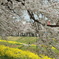 桜と菜の花