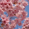 蜂と桜