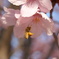 桜と蜂