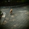 200908191常盤公園猫