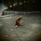 200908191常盤公園猫2