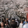 桜トンネル