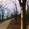 桜の幹