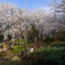 桜の庭