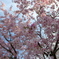 枝垂れ桜