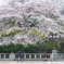 朝と桜と通勤