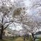 桜並木に囲まれて…