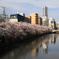 Sakura Promenade