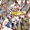 20130317mejiro