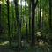 deep forest