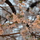 照らされた桜