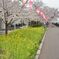桜，菜の花，ぼんぼり