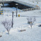 雪