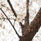 桜。５