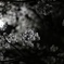 夜桜