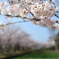 大村公園　1