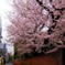 東京の桜