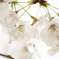 桜 2013