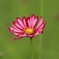 雨あがりの花・・・