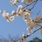 お花見日和