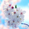 今年の桜