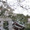 今年も咲いてます