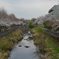 いたち川沿いの桜