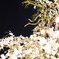 夜に咲く