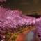 ミッドタウンの夜桜