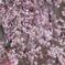 枝垂れ桜