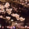忠元公園　夜の桜