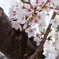 桜気