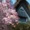 柿右衛門窯の桜