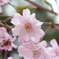 土浦亀城公園の桜