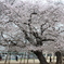 土浦真鍋小学校の桜