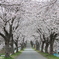 土浦市内の桜